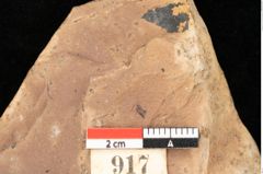 Foto (Detailsansicht) von Quercus palaeoilex Ettingshausen (NHMW-GEO-2024-0188-0917)